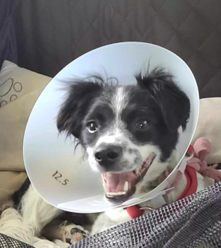 Illustration de l'article : Elle adopte un chien brisé et le renomme Phoenix en espérant le voir renaître de ses cendres