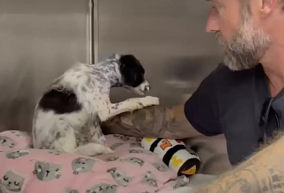 Illustration de l'article : Elle adopte un chien brisé et le renomme Phoenix en espérant le voir renaître de ses cendres