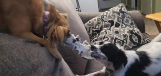Illustration de l'article : Elle adopte un chien brisé et le renomme Phoenix en espérant le voir renaître de ses cendres