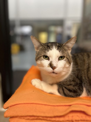 Illustration de l'article : Ce chat voyait ses congénères quitter le refuge depuis 200 jours et rêvait de connaître cette chance