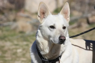 Illustration de l'article : Des volontaires se lancent à la recherche d'un chien en fugue pour réaliser les dernières volontés de son défunt maître