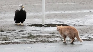 Illustration de l'article : Le face-à-face tendu entre un chat et un aigle maintient les internautes en haleine (vidéo)