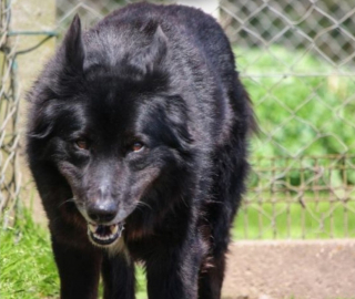 Illustration de l'article : Une surprise digne d'un conte de Noël attendait Falco, chien sénior qui vivait au refuge depuis 10 ans