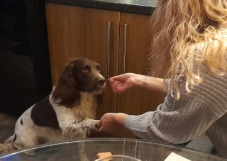 Illustration de l'article : Un village entier se mobilise pour tenter de retrouver un chien s'étant égaré après un malaise