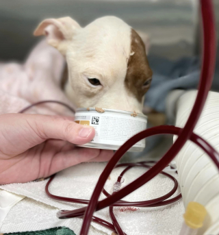 Illustration de l'article : Émaciée, courbée et affamée après avoir vécu dans une cage, cette chienne abandonnée se métamorphose entre les mains de ses bienfaiteurs