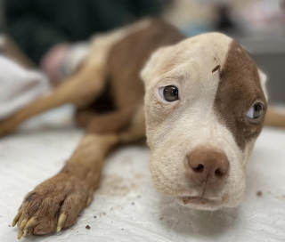 Illustration de l'article : Émaciée, courbée et affamée après avoir vécu dans une cage, cette chienne abandonnée se métamorphose entre les mains de ses bienfaiteurs