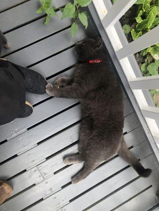 Illustration de l'article : À l’aide d’une note, elle découvre que son chat vagabond offrait son temps aux personnes qui en avaient le plus besoin
