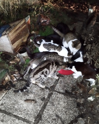 Illustration de l'article : L’appel à l’aide urgent d’une association après la découverte d’une trentaine de chats livrés à eux-mêmes