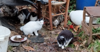 Illustration de l'article : L’appel à l’aide urgent d’une association après la découverte d’une trentaine de chats livrés à eux-mêmes