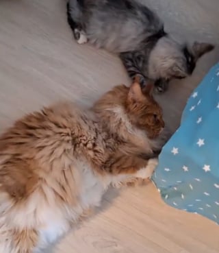 Illustration de l'article : La réaction touchante d'un Maine Coon déprimé faisant la connaissance du nouveau membre de sa famille (vidéo)