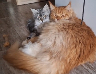 Illustration de l'article : La réaction touchante d'un Maine Coon déprimé faisant la connaissance du nouveau membre de sa famille (vidéo)