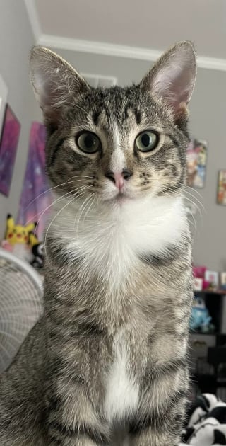 Illustration de l'article : Un chaton orphelin se prend d’affection pour une femme qui n’aimait pas les chats et change sa vision des félins