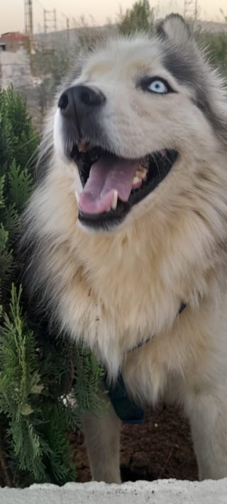 Illustration de l'article : Trahi par sa première famille, ce chien magnifique cherche celle qui pansera son cœur et l'aimera pour toujours (vidéo)
