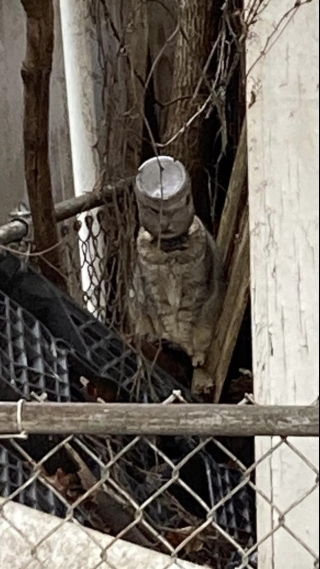 Illustration de l'article : Cette chatte avec la tête coincée dans un bocal a poussé dans ses retranchements le spécialiste du sauvetage animalier appelé à la rescousse