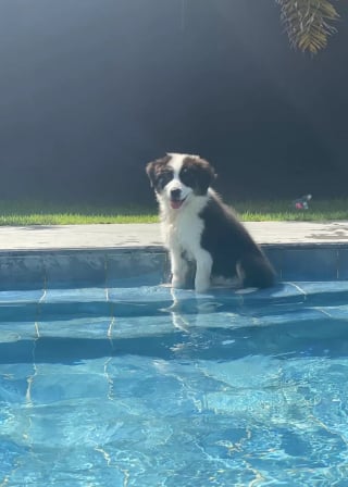 Illustration de l'article : Ce Border Collie attend le départ de ses humains pour pouvoir s'adonner à sa passion secrète (vidéo)