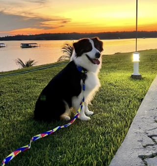 Illustration de l'article : Ce Border Collie attend le départ de ses humains pour pouvoir s'adonner à sa passion secrète (vidéo)