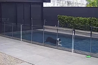 Illustration de l'article : Ce Border Collie attend le départ de ses humains pour pouvoir s'adonner à sa passion secrète (vidéo)