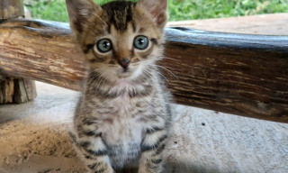 Illustration de l'article : Le récit touchant d'une chatte orpheline qui se prend d'affection pour un singe ayant lui aussi perdu sa mère (vidéo)