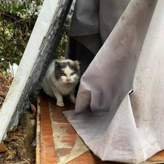 Illustration de l'article : Une chatte décidée à en finir avec la rue après 10 années d'errance doit apprendre à faire confiance aux humains