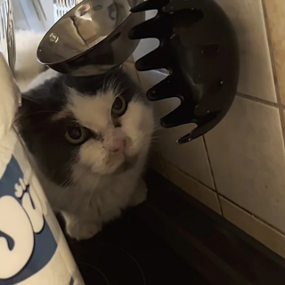 Illustration de l'article : Une chatte décidée à en finir avec la rue après 10 années d'errance doit apprendre à faire confiance aux humains