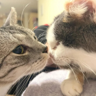 Illustration de l'article : Une chatte décidée à en finir avec la rue après 10 années d'errance doit apprendre à faire confiance aux humains