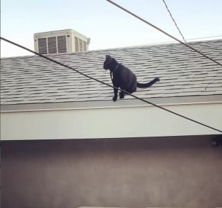 Illustration de l'article : La propriétaire d'un chat veut rencontrer sa "2e famille" qui lui fait porter des pulls pour le protéger du froid