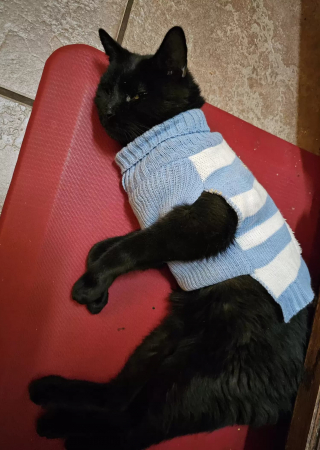 Illustration de l'article : La propriétaire d'un chat veut rencontrer sa "2e famille" qui lui fait porter des pulls pour le protéger du froid
