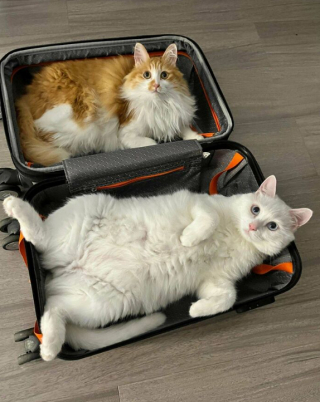 Illustration de l'article : 18 photos montrant que les chats peuvent être de véritables clowns