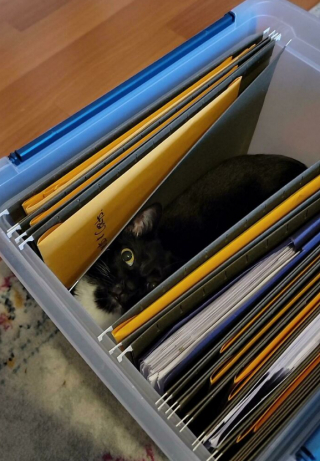 Illustration de l'article : 18 photos montrant que les chats peuvent être de véritables clowns