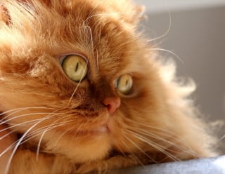Illustration de l'article : Les 8 plus belles races de chats au pelage roux