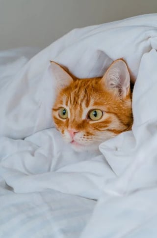 Illustration de l'article : Les 8 plus belles races de chats au pelage roux