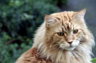 Illustration de l'article : Les 8 plus belles races de chats au pelage roux