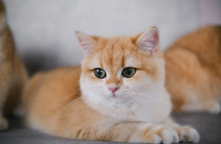 Illustration de l'article : Les 8 plus belles races de chats au pelage roux