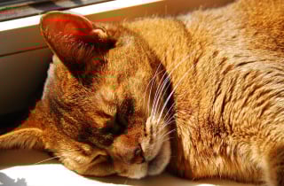Illustration de l'article : Les 8 plus belles races de chats au pelage roux