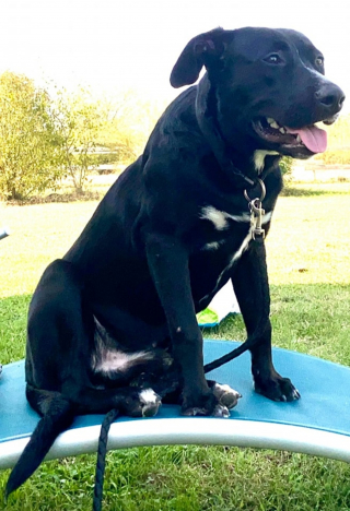 Illustration de l'article : Moïse le chien sauvé des eaux devient un atout pédagogique pour les jeunes en attendant de rencontrer sa famille pour la vie