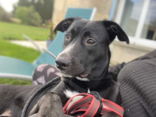 Illustration de l'article : Moïse le chien sauvé des eaux devient un atout pédagogique pour les jeunes en attendant de rencontrer sa famille pour la vie