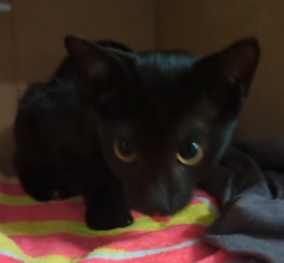 Illustration de l'article : Un homme se rend dans un magasin de bricolage et y rencontre un chaton décidé à le suivre à la trace (vidéo)