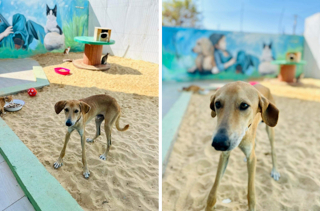 Illustration de l'article : Des chiens trouvés dans un refuge abandonné cherchent un foyer chaleureux où écrire un nouveau chapitre plein d'amour (vidéo)