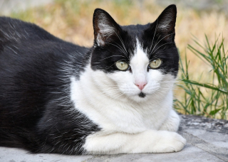 Illustration de l'article : Un inconnu appelle les propriétaires d'une chatte disparue 7 ans plus tôt pour leur faire une annonce invraisemblable