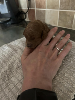 Illustration de l'article : Interpellée par des cris pendant son jogging, elle s’approche et découvre un chiot dans une poubelle