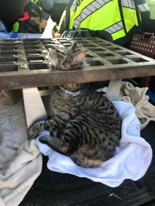 Illustration de l'article : Un chat coincé dans une grille d’égout attend avec désespoir que quelqu'un le sorte de cette situation