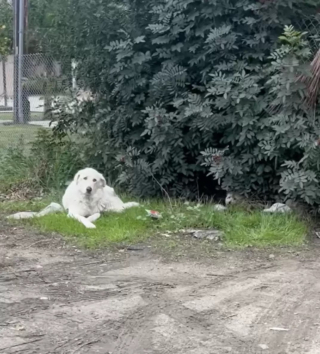 Illustration de l'article : Un automobiliste remarque un chien veillant sur son amie blessée près d'une autoroute et sait immédiatement qui il doit appeler