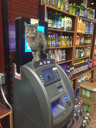 Illustration de l'article : 11 photos célébrant les « chats de magasins », ces félins qui vivent dans les épiceries et magasins de New-York