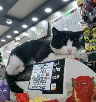 Illustration de l'article : 11 photos célébrant les « chats de magasins », ces félins qui vivent dans les épiceries et magasins de New-York