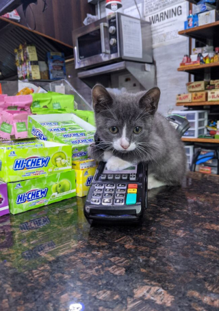 Illustration de l'article : 11 photos célébrant les « chats de magasins », ces félins qui vivent dans les épiceries et magasins de New-York