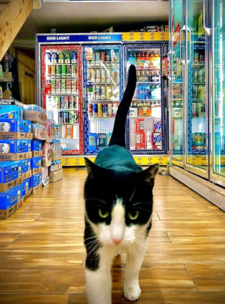 Illustration de l'article : 11 photos célébrant les « chats de magasins », ces félins qui vivent dans les épiceries et magasins de New-York