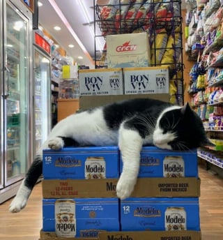 Illustration de l'article : 11 photos célébrant les « chats de magasins », ces félins qui vivent dans les épiceries et magasins de New-York
