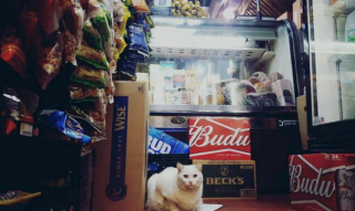 Illustration de l'article : 11 photos célébrant les « chats de magasins », ces félins qui vivent dans les épiceries et magasins de New-York