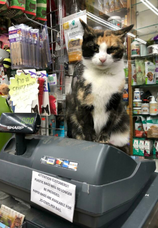 Illustration de l'article : 11 photos célébrant les « chats de magasins », ces félins qui vivent dans les épiceries et magasins de New-York