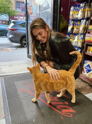 Illustration de l'article : 11 photos célébrant les « chats de magasins », ces félins qui vivent dans les épiceries et magasins de New-York